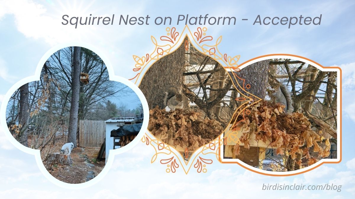 Squirrel Nest Platform - Birdi Sinclair Blog